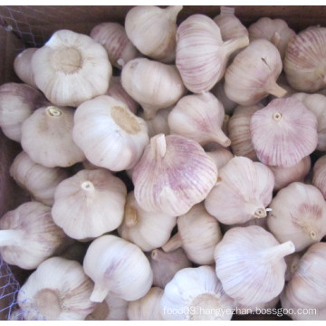 Fresh Normal White Garlic with Bag Packing